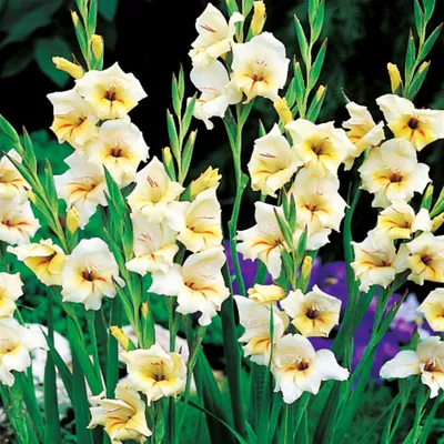Produktbild von Gladiole Blumenzwiebeln Schwertblume Sommerblühende Siegwurze Nanus Halley 5 St.