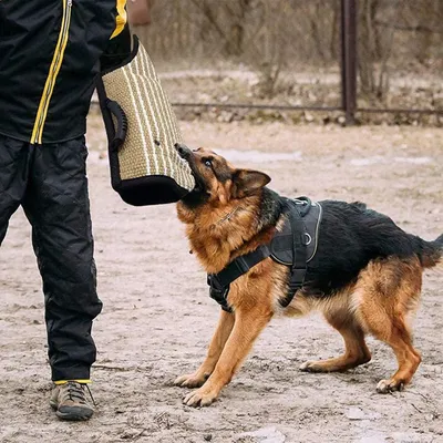 Produktbild von Famanu Hundebisshülle - Trainingsschutz für Hunde - Grün