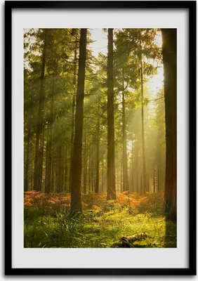 Produktbild von Bild - Bilderrahmen - Foto - 70 cm x 100 cm - MDF - Rahmen - Wandkunst - Ein schöner Wald