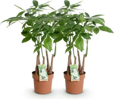 Image de Pachira aquatica à plusieurs troncs – Deux arbres à argent faciles d'entretien – 17 cm – Hauteur 50-55 cm – Vert – Plantes d'intérieur tropicales
