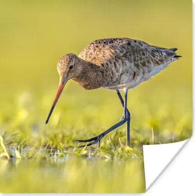 Produktbild von MuchoWow® Poster Vögel - Gras - Landschaft - Uferschnepfe 30x30 cm - Wandposter - Printing