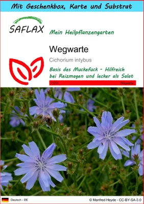 Produktbild von SAFLAX - Geschenk Set - Heilpflanzen - Wegwarte - 250 Samen - Mit Geschenk- / Versandbox, Versandaufkleber, Geschenkkarte und Anzuchtsubstrat - Cichorium intybus
