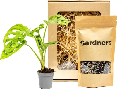 Obrázek produktu pro Gardners Set Monstera adansonii Monkey Mask a substrát v dárkovém balení