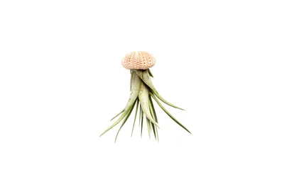 Obrázok produktu pre Gardners Medusa ROSE s Tillandsií Faciculata
