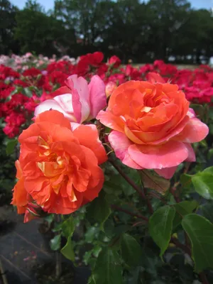 Produktbild von Rosa Gebrüder Grimm - Stammrose Gebrüder Grimm - ADR Rose - Kordes Rose