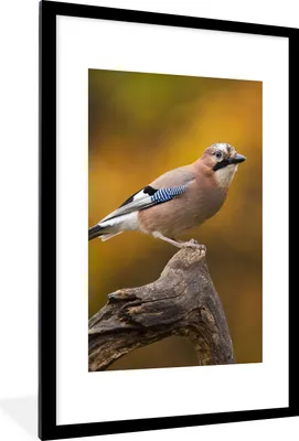 Produktbild von MuchoWow® Gerahmtes Poster Vogel - Zweig - Eichelhäher 60x90 cm - Poster mit Schwarzem Bilderrahmen Wandposter Rahmen Foto Bilder - Dekoration - Wandposter Wohnzimmer - Hochwertig