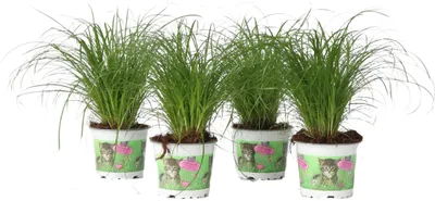Produktbild von Zyperngras - 4er Set - Cyperus Katzengras - Höhe 30-40cm - Topf 12cm