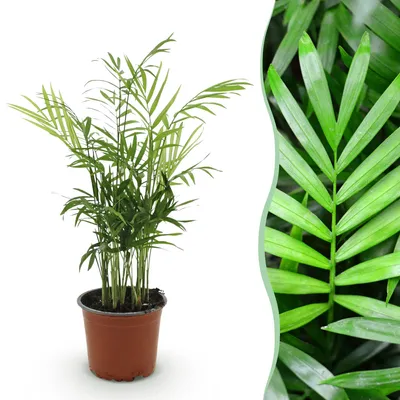 Produktbild von Green boutiQ - Zimmerpflanze - Chamaedorea elegans - Goldpalme - Haustierfreundliche Pflanze - Grün - 1 Pflanze - Topf 12cm - Höhe 15cm