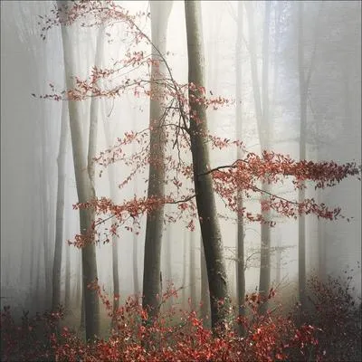 Produktbild von Metallbild Mystic Trees 98x98 cm