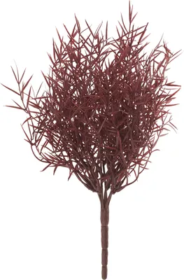 Produktbild von Zierspargel Bund "Sprengeri", L 32 cm