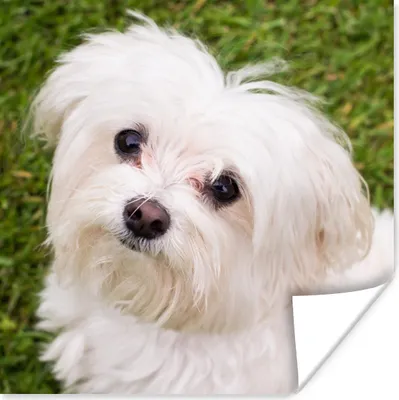 Produktbild von MuchoWow® Poster Malteserhund schaut auf 50x50 cm - Wohnzimmerdekoration