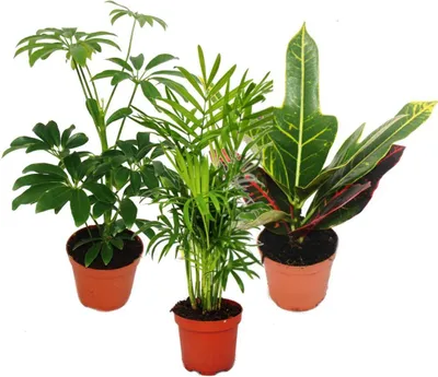 Produktbild von Zimmerpflanzen Set mit 3 Pflanzen - Typ 1- 9cm