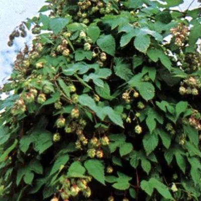 Obrázek produktu pro 6 kusů rostlin chmele (Humulus lupulus) | Květináč 9 cm x 9 cm
