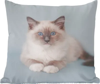 Produktbild von MuchoWow® Zierkissen Sofakissen Wohnzimmer Dekokissen 45x45 cm Katze - Ragdoll Katze - Blau - Mädchen - Kinder - Jungen - Kind - Schlafpolster - Polster für das Sofa
