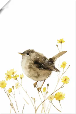 Produktbild von ARTland Poster Aquarell Zaunkönig Größe: 60x90 cm