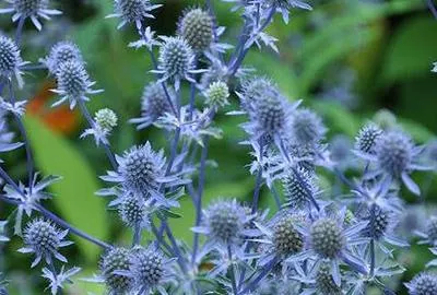 Produktbild von 6 x  Eryngium planum - Mannstreu - Topf 9 x 9 cm