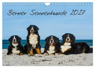 Produktbild von Berner Sennenhund 2027 (Wandkalender 2027 DIN A4 quer), CALVENDO Monatskalender