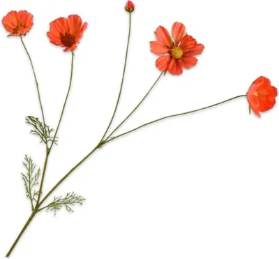Produktbild von Kunstblume von Silk-ka – Seidenblumen-Kosmeezweig, orange-rot, 92 cm