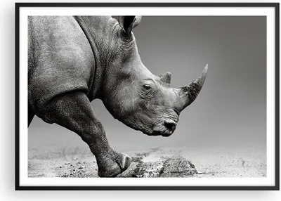 Produktbild von Gerahmtes Poster - Schwarzer Rahmen - Nashorn Monochrom Tier - 100x70 cm - Wand Bild - Wanddeko - Wandbilder - Kunstposter - Wandposter - Bilderrahmen - Bilder - Kunstdruck - P2BAA100x70-4954