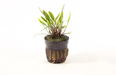 Productafbeelding van Aquaflora Cryptocoryne Willisii Lucens | in 5 cm pot