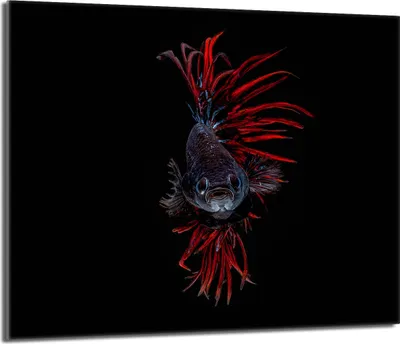 Produktbild von Herdabdeckplatte 60x52 Glaskeramikkochfeld Abdeckung Spritzschutz Glasplatte Deko Schneidebrett, Fische Schwarz