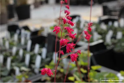 Produktbild von 6 x Heuchera sanguinea 'Leuchtkäfer' - Purpurglöckchen - Topf 9x9 cm