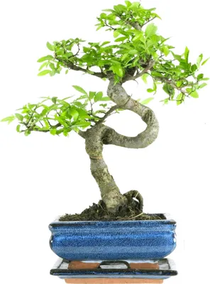Produktbild von Bonsai Baum mit Keramik Blumentopf - Ligustrum, Ficus, Carmona, Podocarpus, Chinese elm - ca. 6-9 Jahre (15 cm Schale ca. 6 Jahre, Chinese elm P15 S)