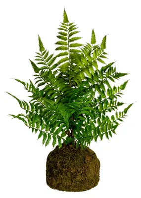 Produktbild von Kunstfarn Kunstpflanze auf Wurzelballen, Höhe 47 cm, Zimmerpflanze