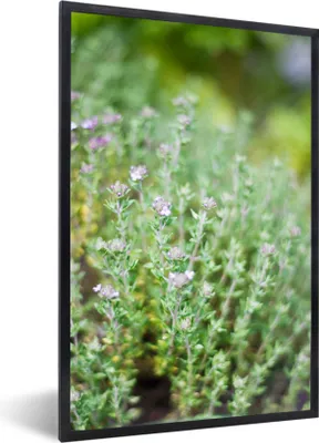 Produktbild von MuchoWow® Gerahmtes Poster Nahaufnahme von wachsenden Thymianpflanzen in einem hübschen Garten 60x90 cm - Poster mit Schwarzem Bilderrahmen Wandposter Rahmen Foto Bilder - Kunst