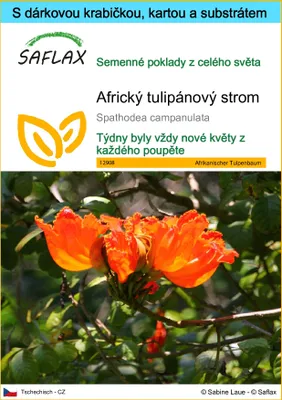 Obrázek produktu pro SAFLAX Dárková sada - Africký tulipánový strom - Spathodea campanulata - 30 Semena - S dárkovou krabičkou, přepravním štítkem, dárkovou kartou a pěstebním médiem