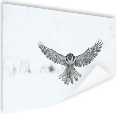 Produktbild von MuchoWow® Poster Sperbereule 180x120 cm - Fotoplakat