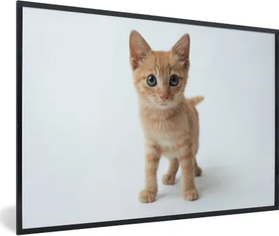 Produktbild von MuchoWow® Gerahmtes Poster Eine Nahaufnahme eines Kätzchens mit weißem Hintergrund 90x60 cm - Poster mit Schwarzem Bilderrahmen Wandposter Rahmen Foto Bilder - Fotorahmen - Foto-Plakat