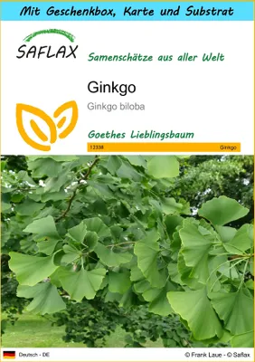 Produktbild von SAFLAX - Geschenk Set - Ginkgo - 4 Samen - Mit Geschenk- / Versandbox, Versandaufkleber, Geschenkkarte und Anzuchtsubstrat - Ginkgo biloba