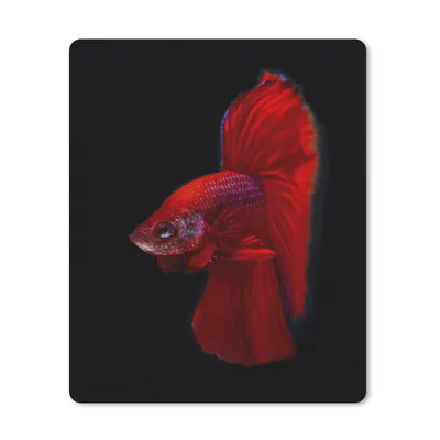 Produktbild von MuchoWow® Mauspad Mousepad Fische - Tiere - Rot 30x40 cm - Mousepads - Maus Mat - Pad - Mausunterlage - Mausmatten