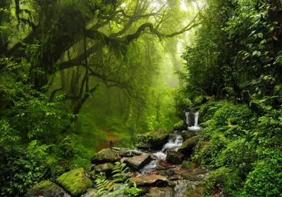 Produktbild von XXL Poster 100 x 70cm (S-832) grüner Dschungel Urwald mit Bachlauf über Steine fliessendes Wasser grüne Bäume (Lieferung gerollt!)