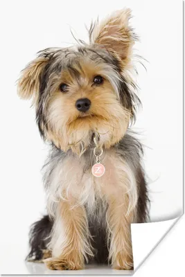 Produktbild von MuchoWow® Poster Porträt eines Yorkshire-Terriers 20x30 cm - Papierdruck