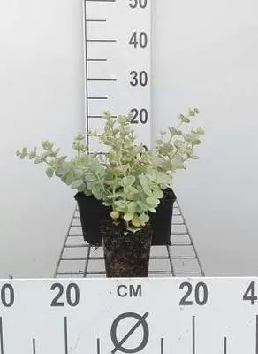 Produktbild von 6 x  Sedum sieboldii - Fettblatt - Topf 9 x 9 cm