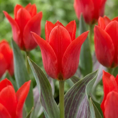 Image de Green boutiQ - Bloembollen - Tulp Greigii Red - Kleur Rood - 15 stuks - Bolmaat 11/12 - XXL Pack