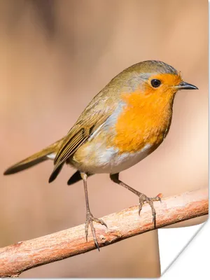 Produktbild von MuchoWow® Poster Vogel - Zweig - Rotkehlchen 30x40 cm - Wandplakat - Poster Kinderzimmer