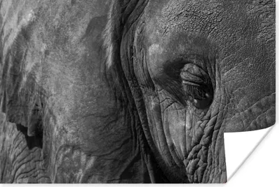 Produktbild von MuchoWow® Poster Elefant - Tiere - Nahaufnahme - Schwarz-Weiß 60x40 cm - Schlafzimmerdekoration