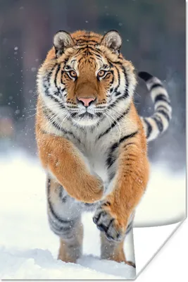 Produktbild von MuchoWow® Poster Tiger - Landschaft - Schnee - Tiere 60x90 cm - Wanddekoration