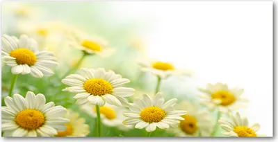 Produktbild von Tulup® Glas-Bild - 100x50 -Wandkunst - Wandbild hinter gehärtetem Sicherheitsglas  - Blumen & Pflanzen - Gänseblümchen - Gelb