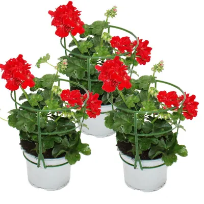 Produktbild von Geranien hängend - Pelargonium peltatum - 12cm Topf - Set mit 3 Pflanzen - hellrot