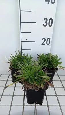 Produktbild von 6 x Jasione laevis 'Blaulicht' - Sandglöckchen - Topf 9 x 9 cm