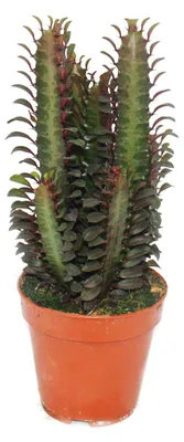 Obrázek produktu pro Euphorbia trigona rubra - stredne velká rostlina v kvetináci 12 cm