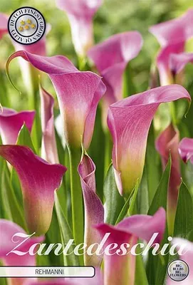 Artikelbild 2 von 'Calla Rehmanii (1 Stück)' aus der Kategorie Callazwiebeln