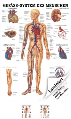 Produktbild von Gefäßsystem Poster Anatomie 70x50 cm medizinische Lehrmittel