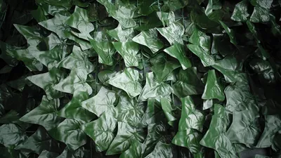 Produktbild von Sichtschutz Kunsthecke Efeu 2,80 x 1,45 m - einfach angebracht - künstliche Hecke - Kunststoffhecke - naturgetreue, detaillierte Blattnachbildung Efeu - witterungsbeständig - inkl. Versand