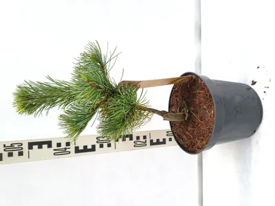 Produktbild von Pinus parviflora 'Negishi' 45–55 cm Japanische Weißkiefer getopft immergrün veredelt