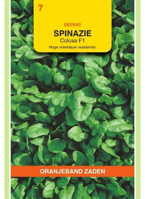 Obrázek produktu pro Oranjeband – odrůda špenátu Colusa F1 – 1 balení semen